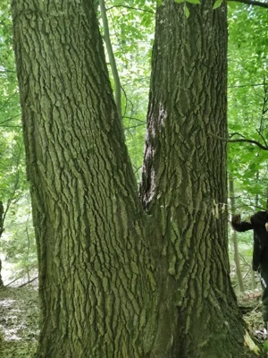 Vand 15.70 ha padure in judetul Arges cu amenajament in vigoare