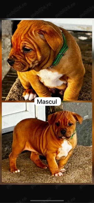 mascul amstaff in varsta de 2 luni 