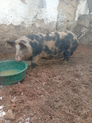 Vând o scroafa de rasa cu 8 purcei