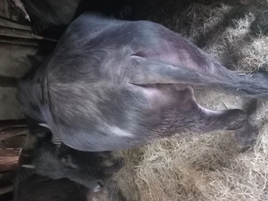 Bivol vanazare - imagine 3