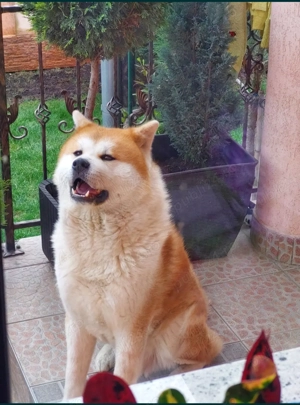 Akita Inu Japonez caut partenera - imagine 3