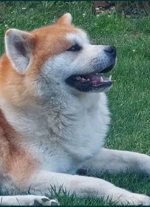 Akita Inu Japonez caut partenera - imagine 5