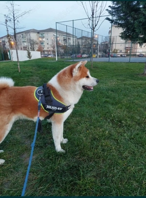 Akita Inu Japonez caut partenera - imagine 4
