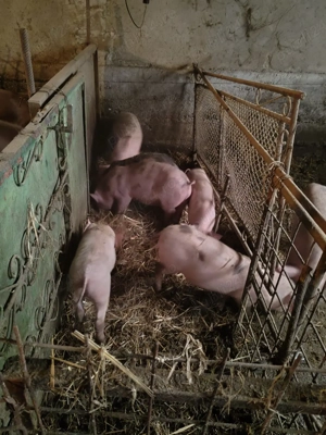 De vânzare  - imagine 2