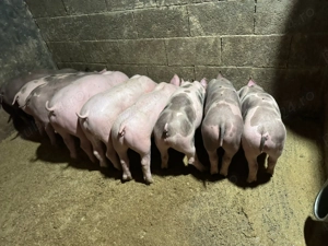 Purcei de carne  - imagine 2