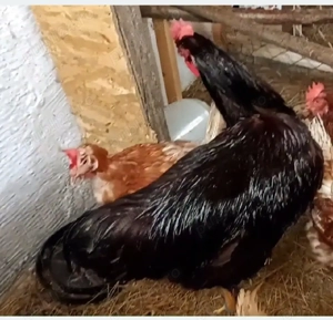 Cocoș Rhode Island  - imagine 2