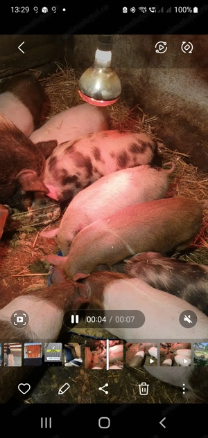 Purcei foarte foarte ieftini NEGOCIABIL  - imagine 2