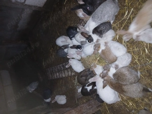 Vand iepuri de casa - imagine 4