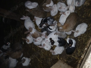 Vand iepuri de casa - imagine 2