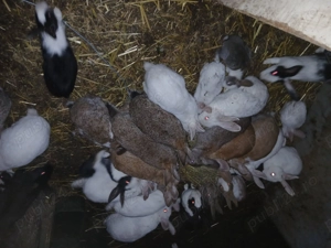 Vand iepuri de casa - imagine 5