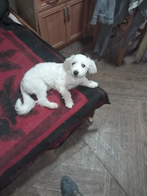 Bichon maltez  - imagine 3