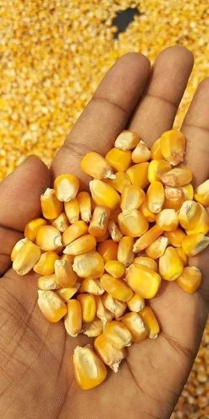 Porumb recoltă 2025