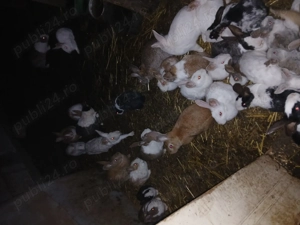 Vand iepuri de casa - imagine 3