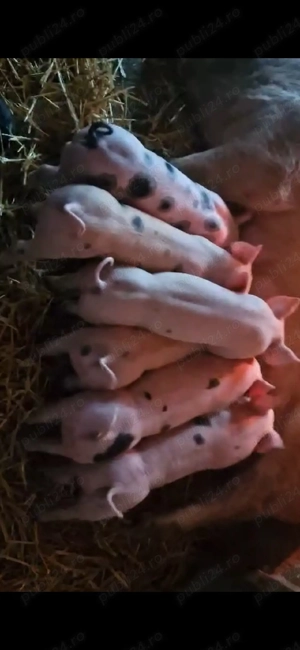 Vand purceii pietran 