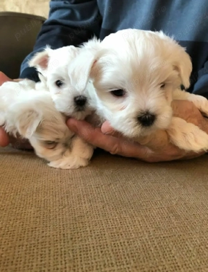 Bichon maltesse mini toy - imagine 2