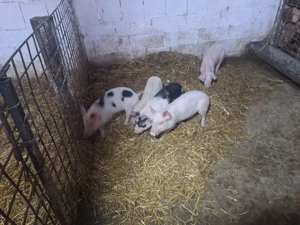 vand purcei de rasa de carne 