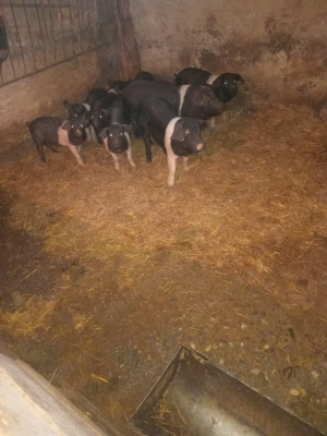 vand purcei de 3 luni de bazna - imagine 5