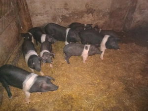 vand purcei de 3 luni de bazna - imagine 2