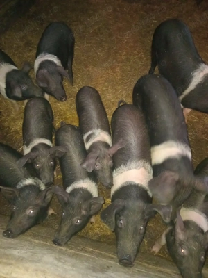 vand purcei de 3 luni de bazna - imagine 3