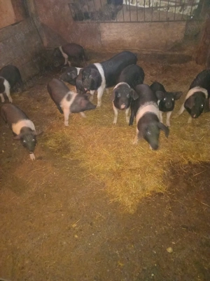 vand purcei de 3 luni de bazna - imagine 4