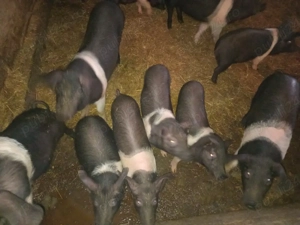 vand purcei de 3 luni de bazna