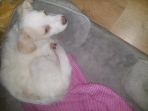 Disponibili căței  - imagine 4