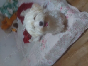 Disponibili căței  - imagine 3