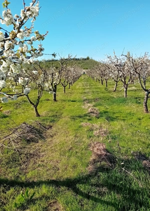 Livada Mixta de cires,visin,cais,prun ,mar + teren constructi  - imagine 2