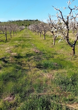 Livada Mixta de cires,visin,cais,prun ,mar + teren constructi 