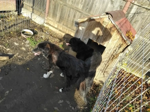 Vand catei ciobanesc corb