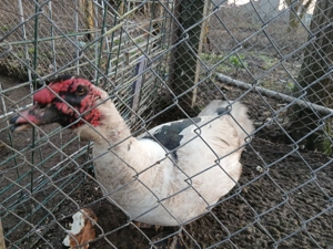 Schimb sau vând rățoi lesesc si cocos 