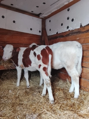 Vând 2 vițele una bălțată românească și una belga 