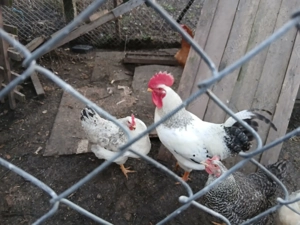 Schimb sau vând rățoi lesesc si cocos  - imagine 2