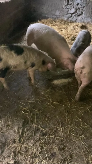 Vand porci rase de carne - imagine 2