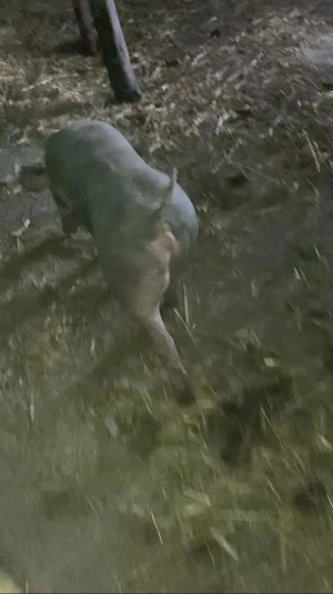 Vand porci rase de carne