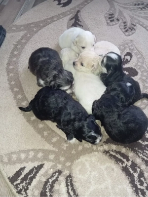 Vand bichon - imagine 3