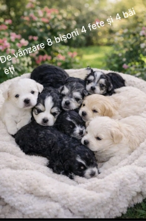 Vand bichon - imagine 2