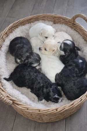 Vand bichon - imagine 4