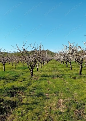 Livada Mixta de cires,visin,cais,prun ,mar + teren constructi  - imagine 15