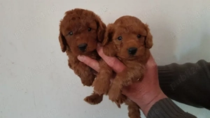 Catelusi Pudel Poodel Caniche red toy ajut cu transportul