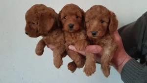 Catelusi Pudel Poodel Caniche red toy ajut cu transportul - imagine 2