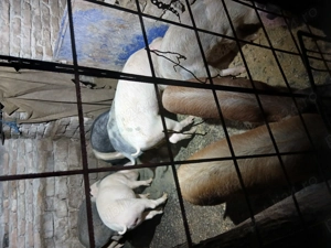 De vânzare grăsuni  - imagine 2