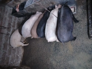 De vânzare grăsuni 