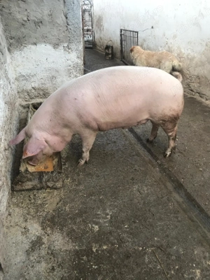  Vand porc gras    - imagine 3