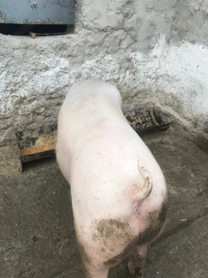  Vand porc gras    - imagine 2