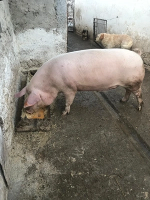  Vand porc gras    - imagine 4