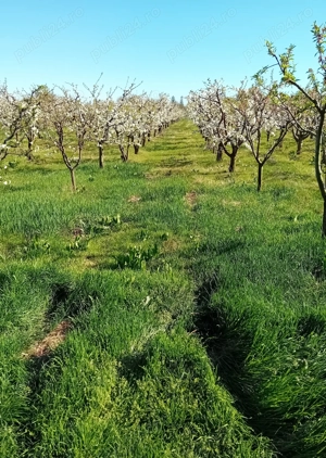 Livada Mixta de cires,visin,cais,prun ,mar + teren constructi  - imagine 6