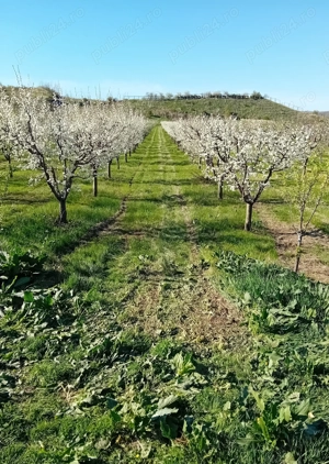 Livada Mixta de cires,visin,cais,prun ,mar + teren constructi  - imagine 7