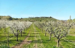 Livada Mixta de cires,visin,cais,prun ,mar + teren constructi  - imagine 13