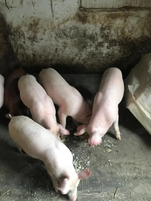 Purcei metis pietrain cu marele alb